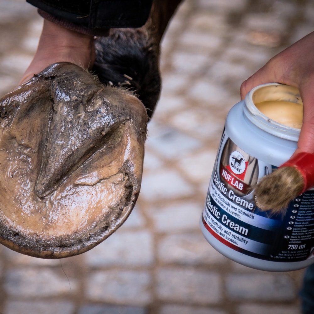 Hovkur   leovet®