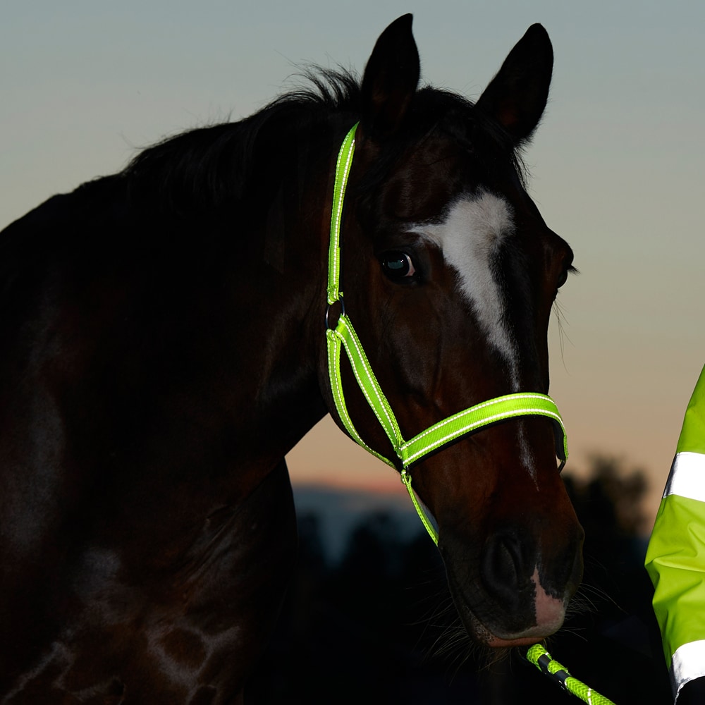Reflexgrimma  Hi-Viz Fairfield®
